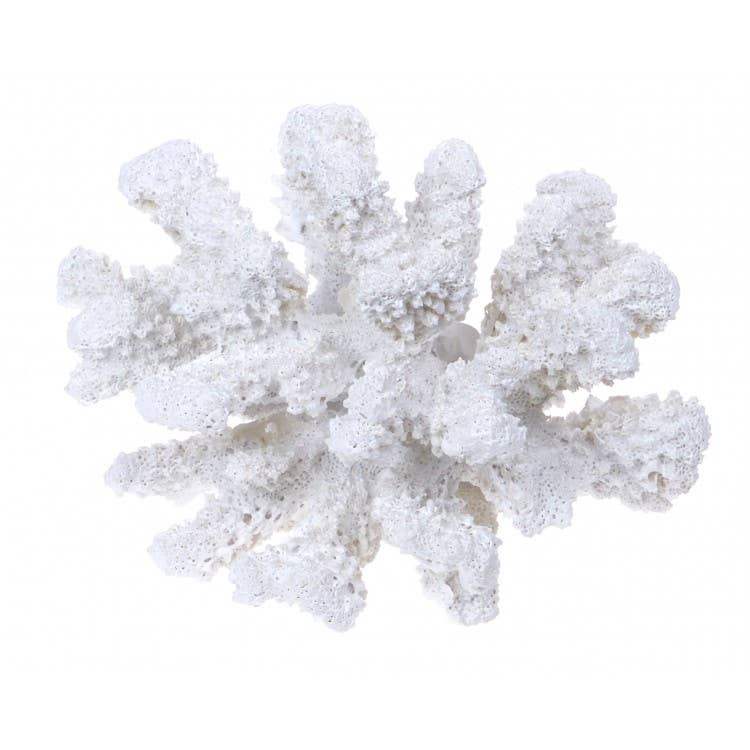 Corail blanc naturel pour décoration intérieure, pièce unique et organique