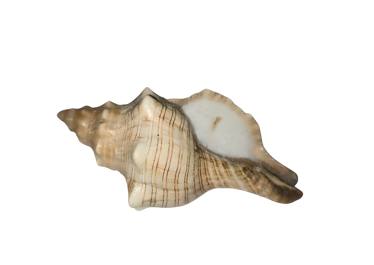 Petite bougie en coquillage