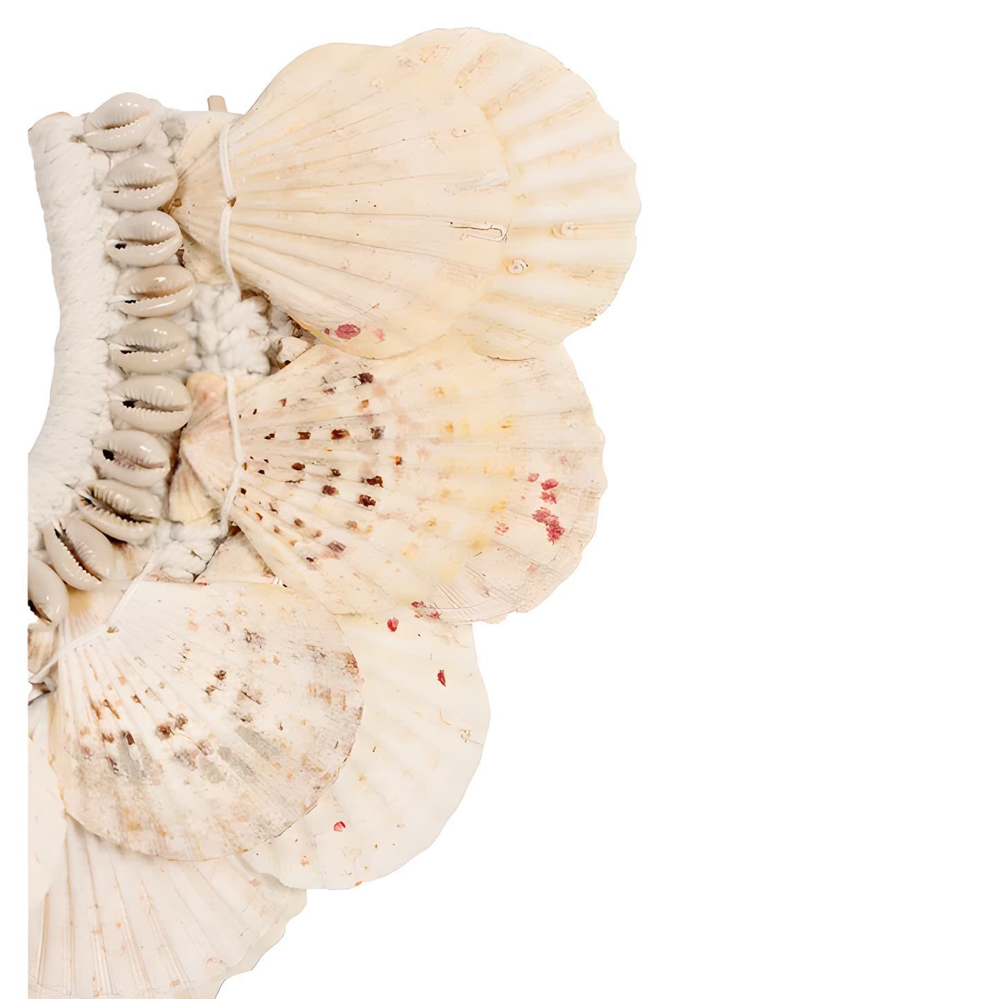 Collier décoratif en coquillages sur socle – Forme éventail