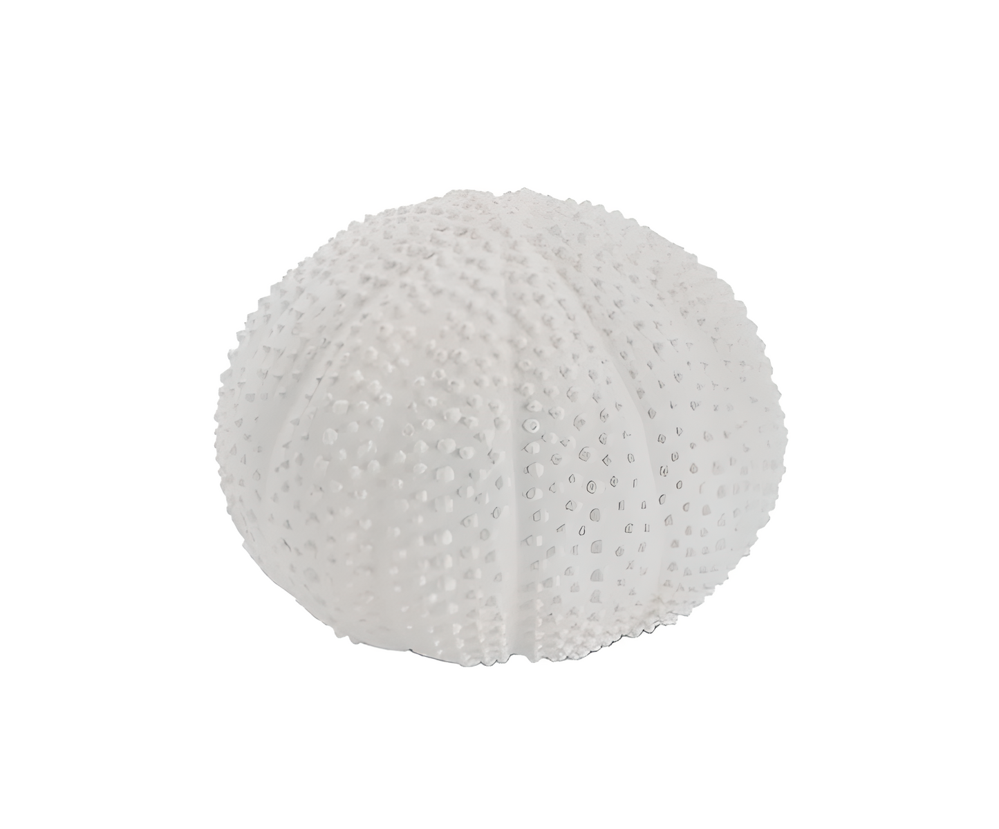 Oursin décoratif en céramique blanche