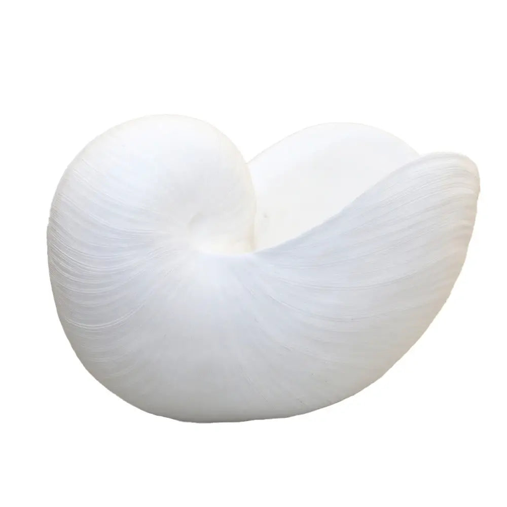 Coquillage décoratif blanc