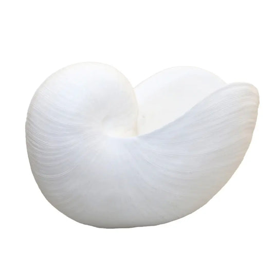 Coquillage décoratif blanc