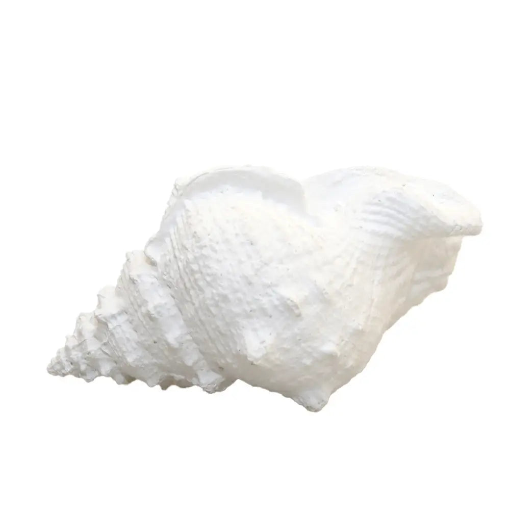 Grand coquillage blanc décoratif