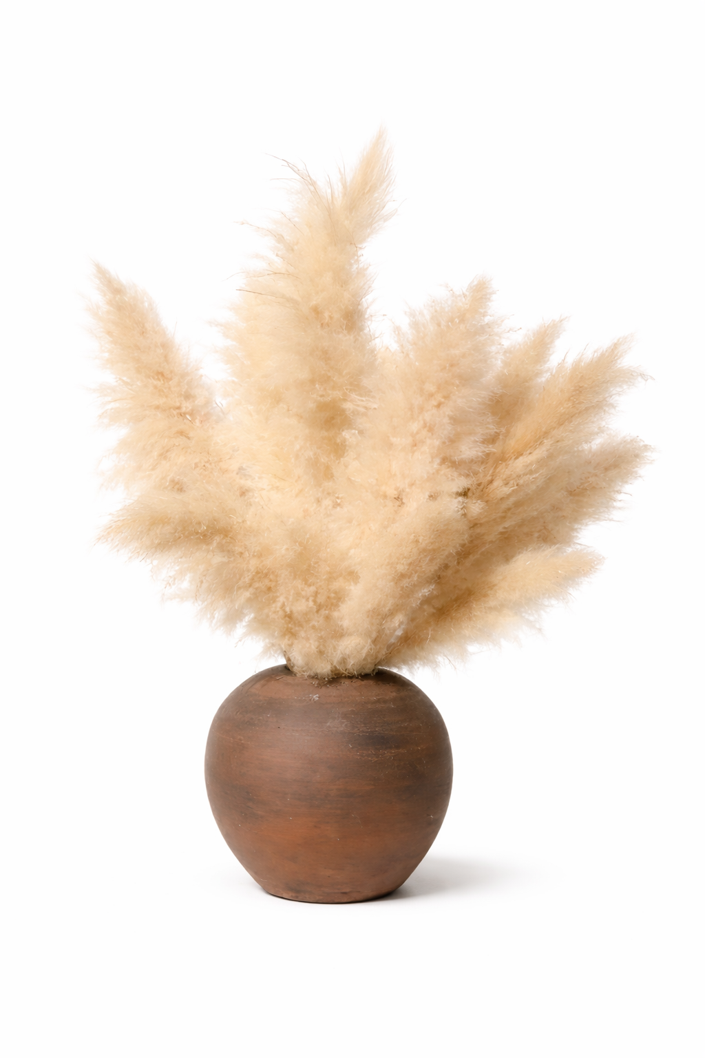 Herbe de pampa séchée duveteuse