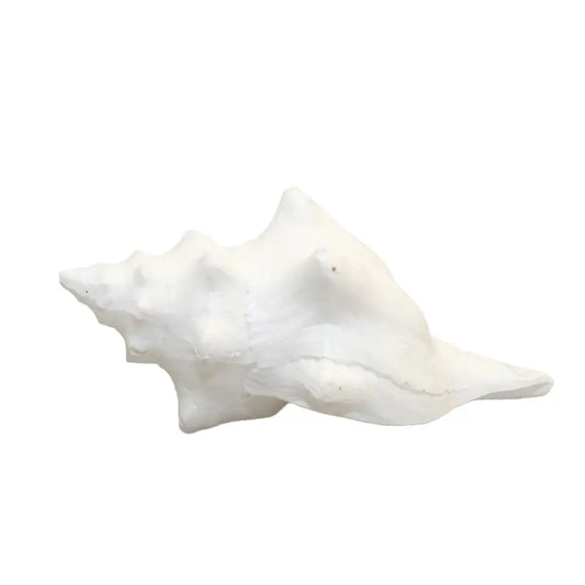 Coquillage décoratif blanc